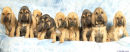 The "T" Litter at 6 weeks of age.